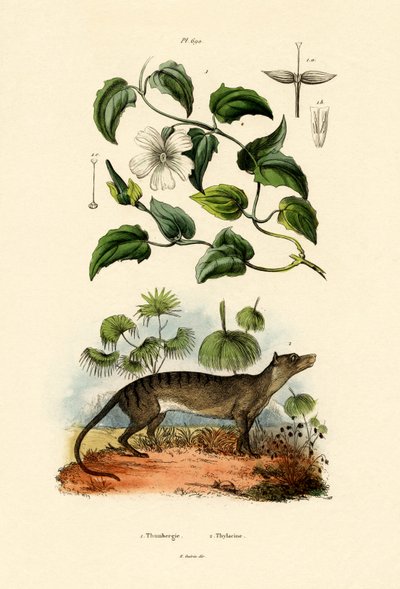 Thunbergia, 1833-39 af French School